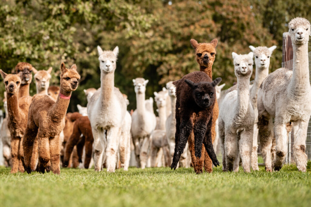 touw Vliegveld Krachtcel Alpaca Vorstenbosch - De meest complete alpaca boerderij van Nederland