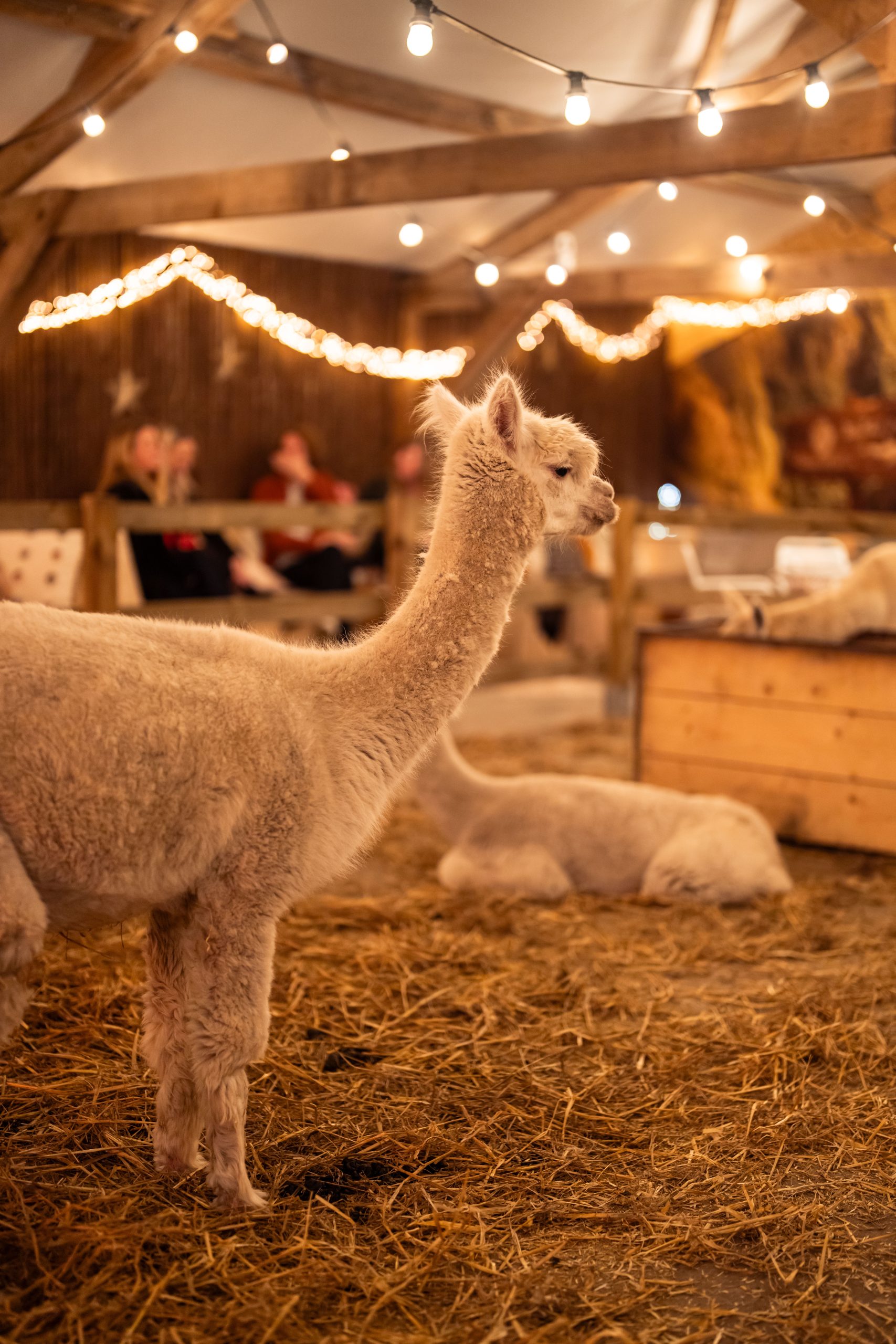TheCreatorsHub-AlpacaFarmVorstenbosch-SanneMarcellis-02081